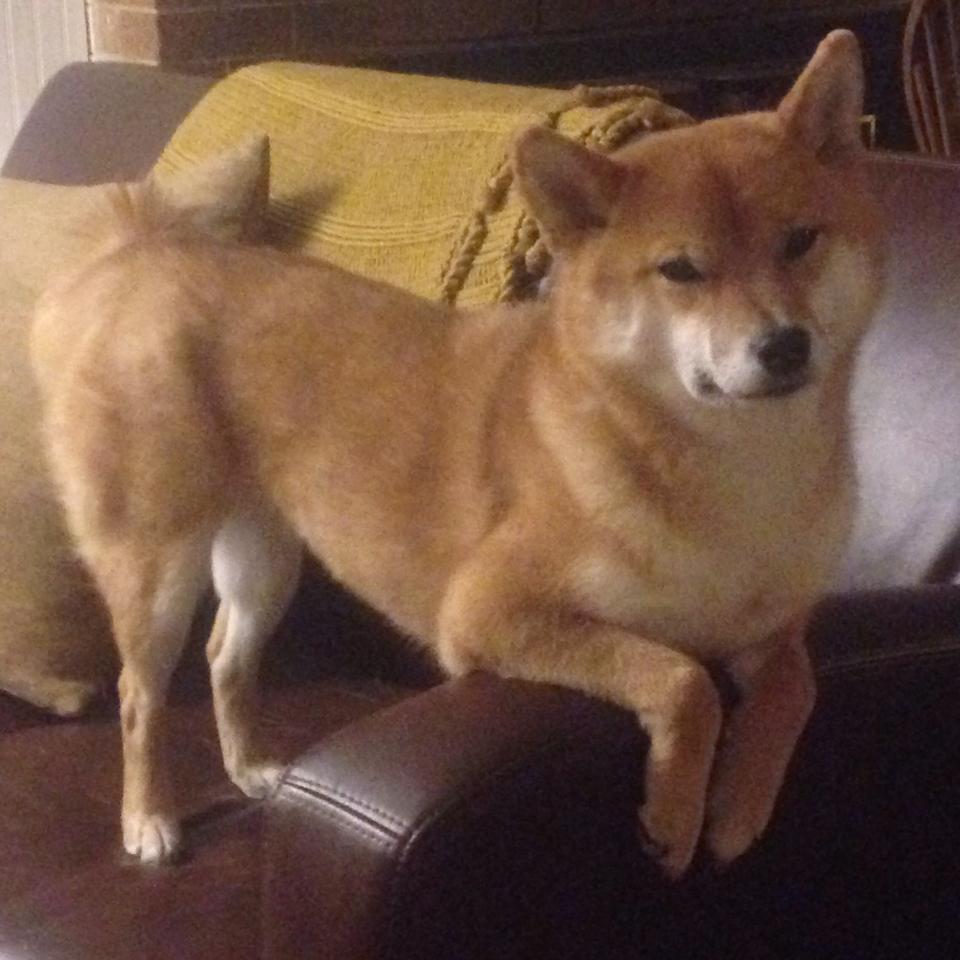 黑马风暴！欧冠奇迹夜，马里妖星独造三球，克罗地亚黄金一代黯然出局