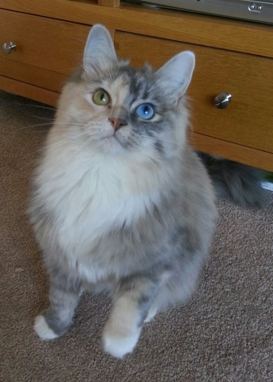 意甲焦点战之夜，哈利伯顿关键节点连续得分定乾坤