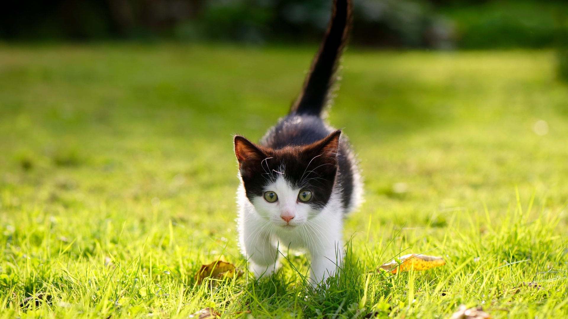 落锤时刻，伦纳德在冰面裂痕上的峭壁绝杀