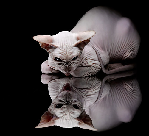 封喉尼斯,独一无二的剑客托尼,为阿森纳刻下绝杀印记