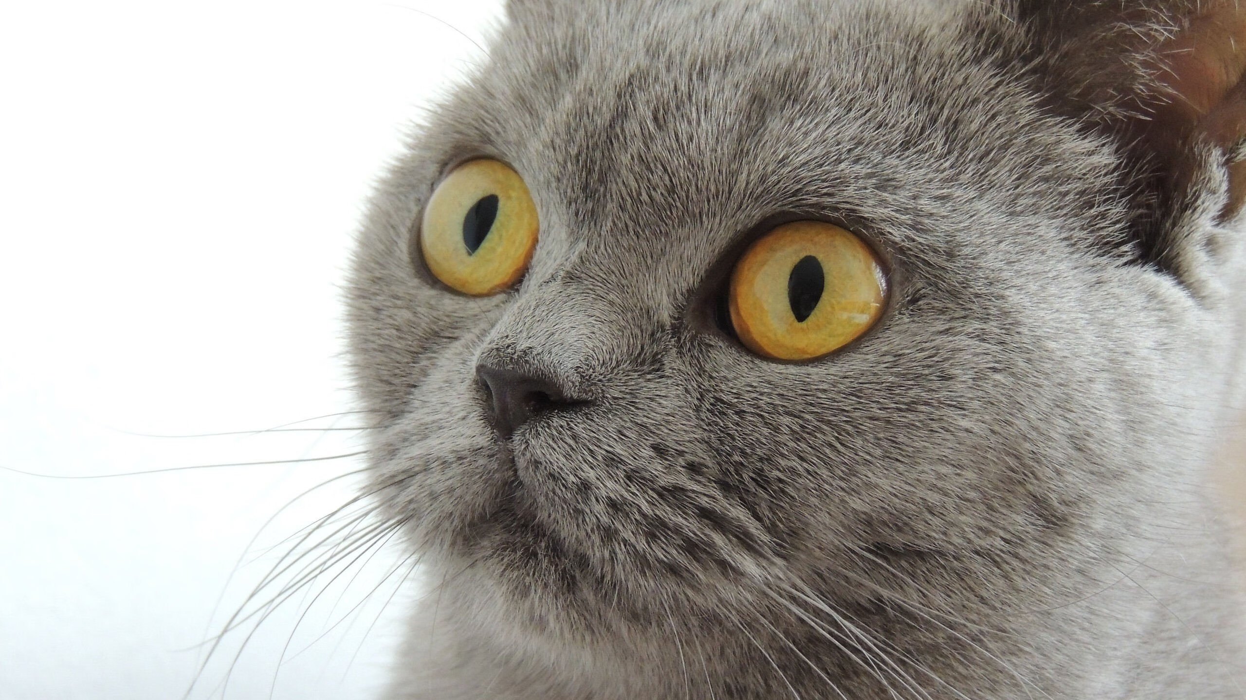 守夜人与新大陆，门迪的十指关，尼斯从哥伦比亚带回的宝藏