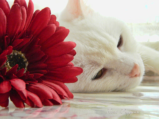 奥斯梅恩，舞台越大越强，皇马碾压尼日利亚的唯一性诠释