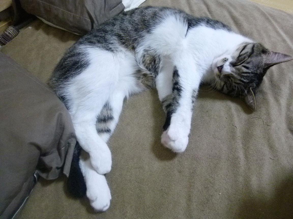 蓝黑之魂滚烫，劳塔罗的怒放与日本队的死战加时