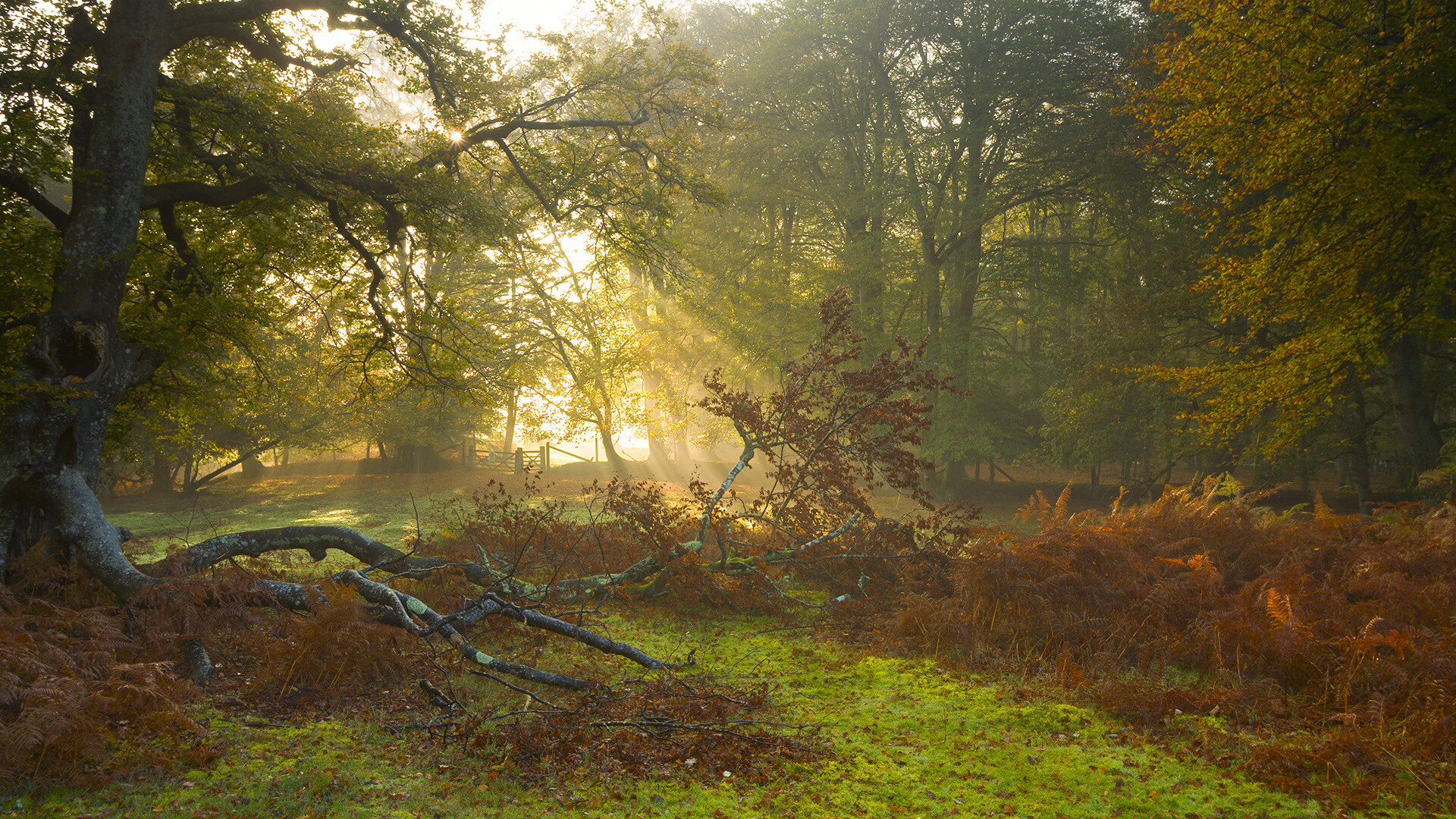 冰与火的碰撞，灰熊险胜活塞，范弗利特末节封神记