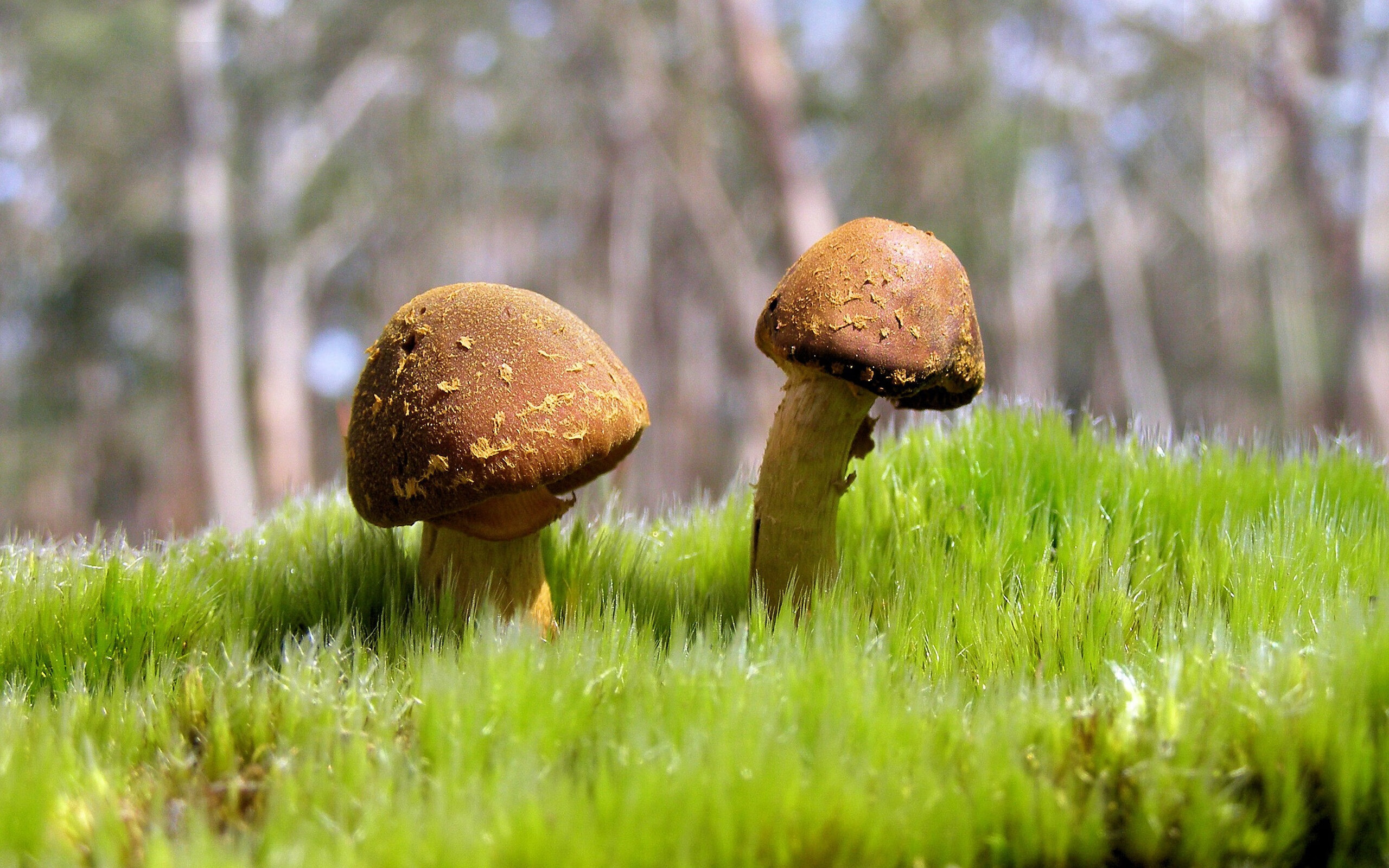 精密设计与天才闪光的二重奏,当代体育的胜负哲学