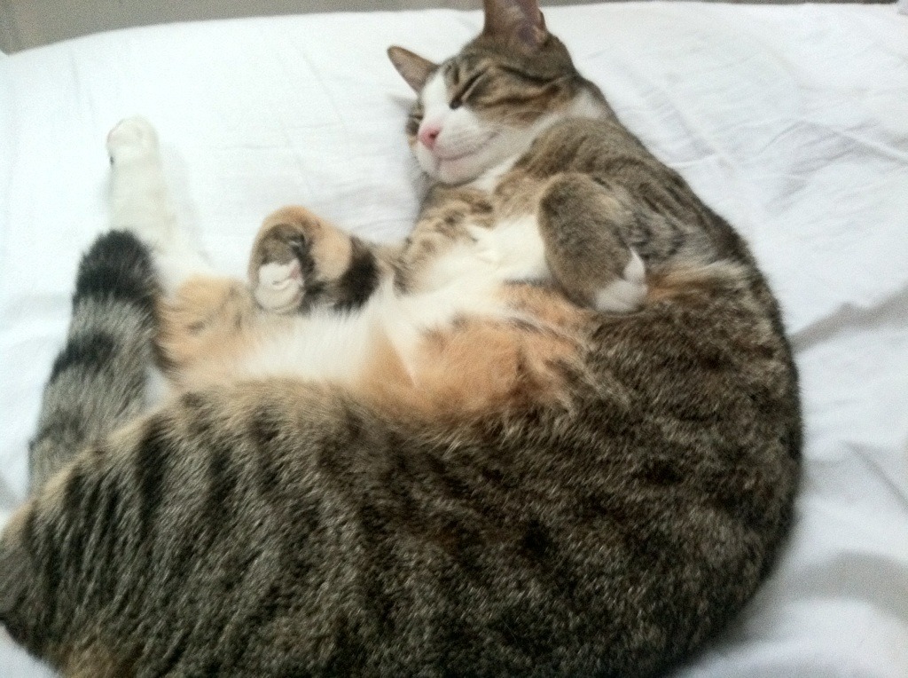 巴尔韦德的统治之夜，NBA季后赛的唯一传奇