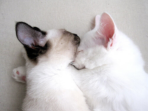 铁闸锁阿尔卑斯，金玟哉一夫当关，雷恩奇迹淘汰瑞士