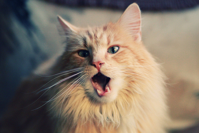 绿茵君王，美加墨之夜，赖斯加冕无争议的王冠