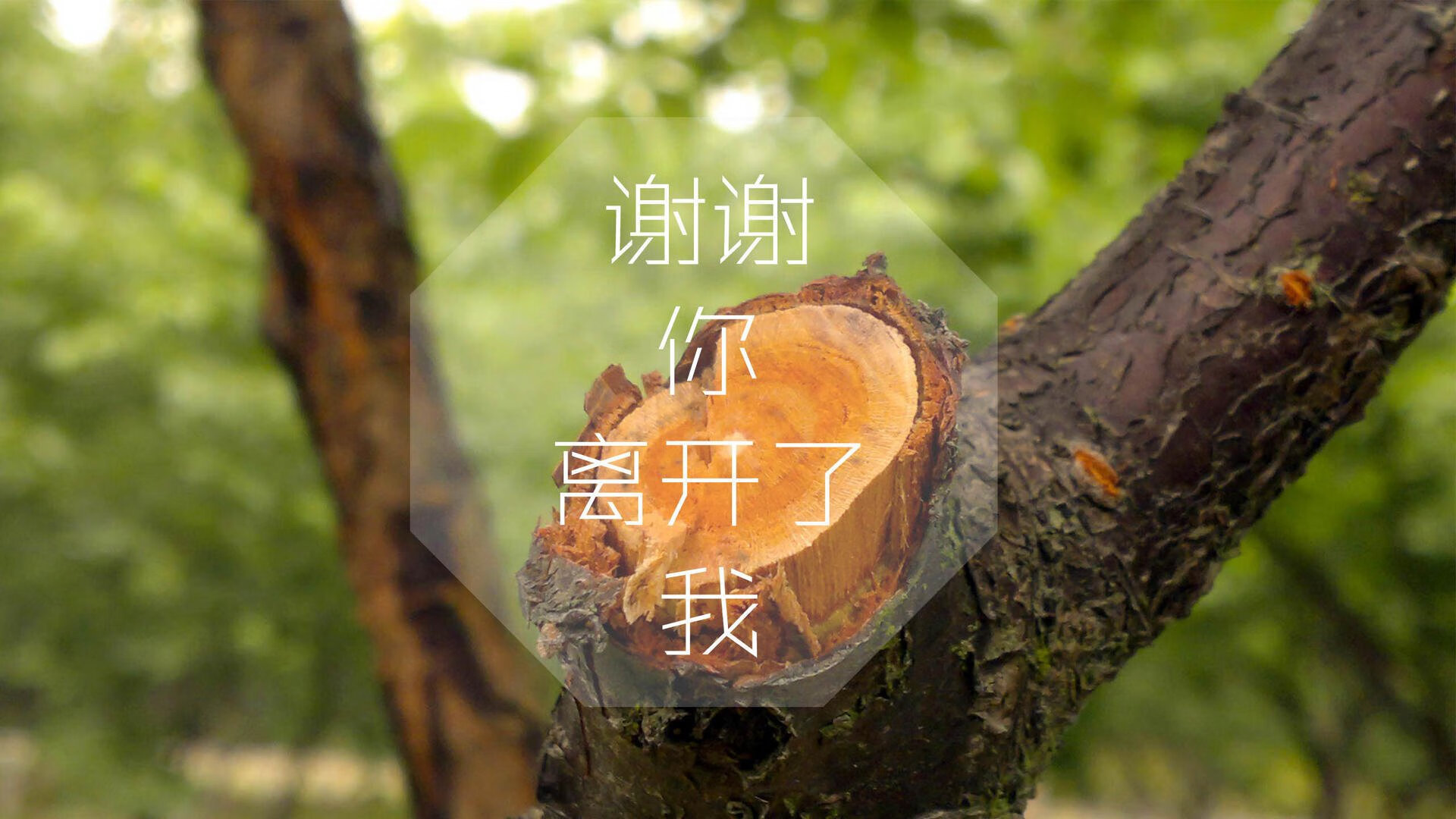 橙衣风暴席卷非洲雄鹰,塔雷米双响导演四分之一屠杀,荷兰5-0横扫尼日利亚挺进四强